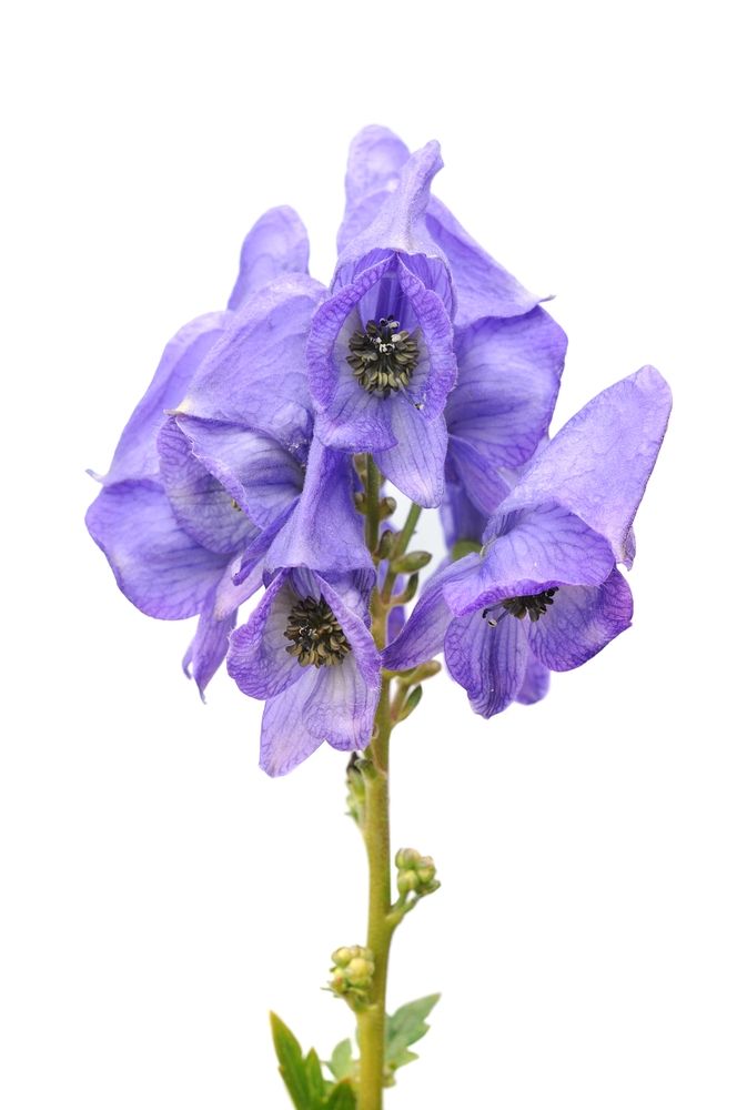 L’Aconito: Bellezza Mortale della Natura